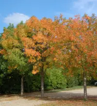 arbres colorés